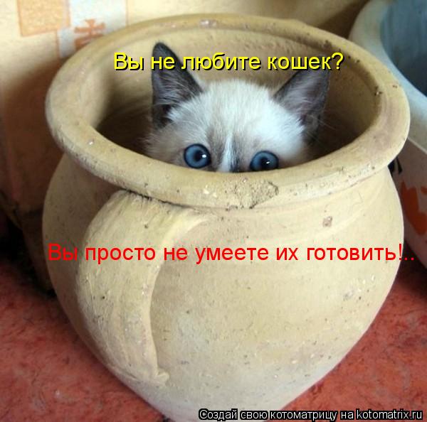 Вы не любите кошек? Вы просто не умеете их готовить!..... Котоматрица: Вы не любите кошек? Вы просто не умеете их готовить!..