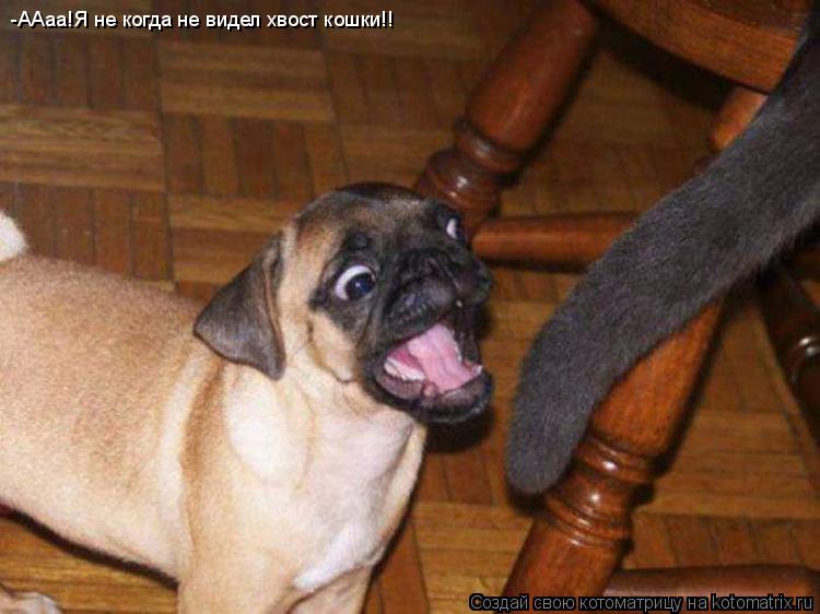 -ААаа!Я не когда не видел хвост кошки!!... Котоматрица: -ААаа!Я не когда не видел хвост кошки!!