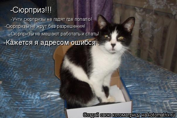 Почему кошки начинают гадить где попало Почему кошки начинают гадить где попало