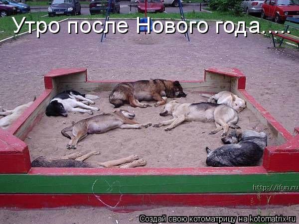 Утро после Нового года........ Котоматрица: Утро после Нового года.....