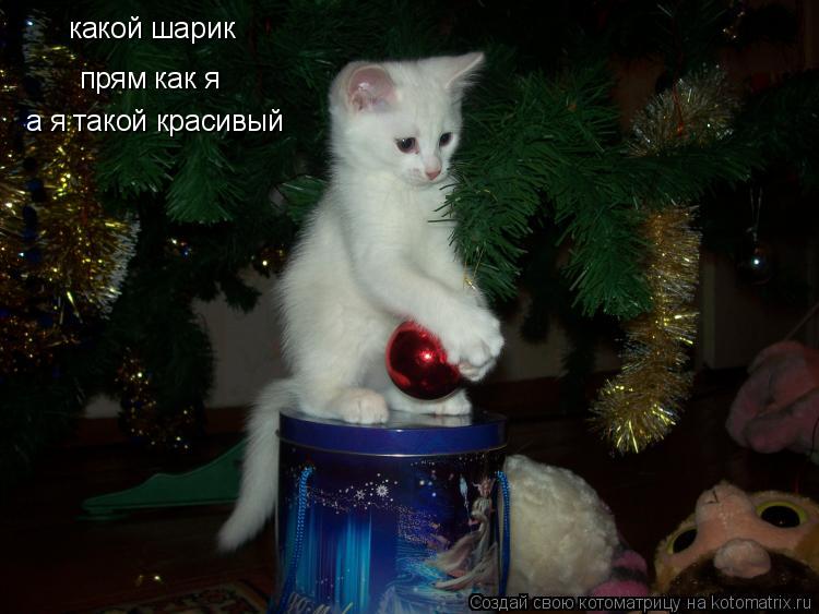 прям как я а я такой красивый какой шарик... Котоматрица: прям как я а я такой красивый какой шарик