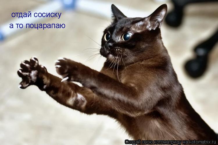 отдай сосиску а то поцарапаю... Котоматрица: отдай сосиску а то поцарапаю
