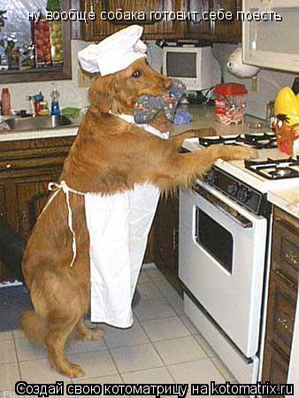 ну вообще собака готовит себе поесть... Котоматрица: ну вообще собака готовит себе поесть