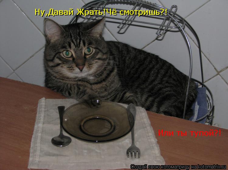 Ну,Давай Жрать!Чё смотришь?! Или ты тупой?!... Котоматрица: Ну,Давай Жрать!Чё смотришь?! Или ты тупой?!