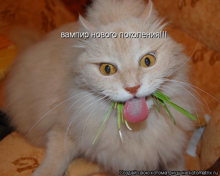 вампир нового поколения!!!... Котоматрица: вампир нового поколения!!!