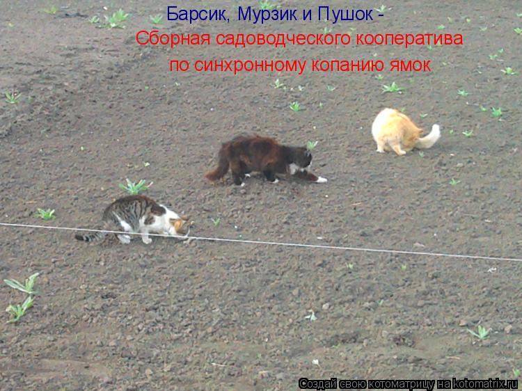 Сборная садоводческого кооператива по синхронному копанию ямок Барсик, Мурзик и Пушок -... Котоматрица: Сборная садоводческого кооператива по синхронному копанию ямок Барсик, Мурзик и Пушок -