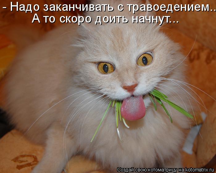 - Надо заканчивать с травоедением... А то скоро доить начнут...... Котоматрица: - Надо заканчивать с травоедением... А то скоро доить начнут...