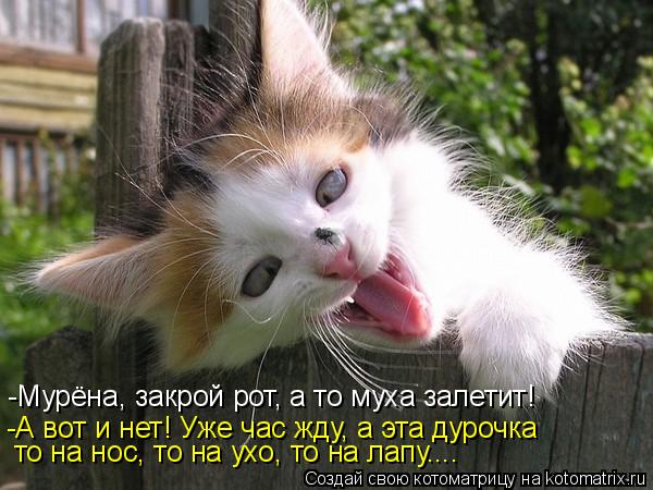 -Мурёна, закрой рот, а то муха залетит! -А вот и нет! Уже час жду, а эта дурочка то на нос, то на ухо... Котоматрица: -Мурёна, закрой рот, а то муха залетит! -А вот и нет! Уже час жду, а эта дурочка то на нос, то на ухо, то на лапу....
