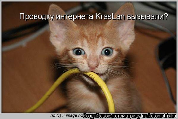 Хозяин: Проводку интернета KrasLan вызывали?... Котоматрица: Хозяин: Проводку интернета KrasLan вызывали?