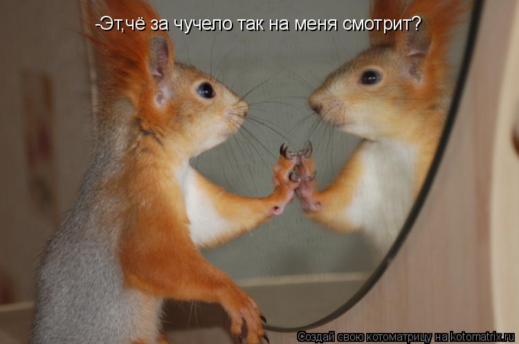 -Эт,чё за чучело так на меня смотрит?... Котоматрица: -Эт,чё за чучело так на меня смотрит?