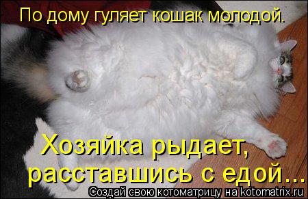 По дому гуляет кошак молодой. Хозяйка рыдает, расставшись с едой...... Котоматрица: По дому гуляет кошак молодой. Хозяйка рыдает, расставшись с едой...