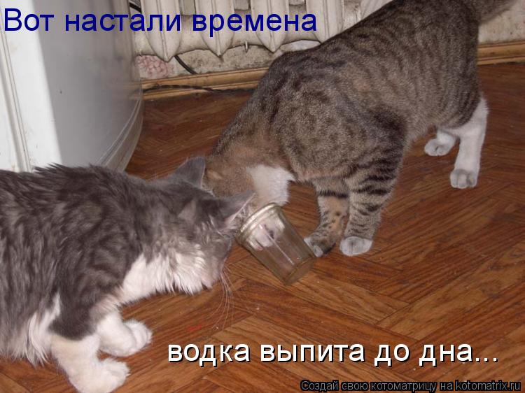 Вот настали времена водка выпита до дна...... Котоматрица: Вот настали времена водка выпита до дна...