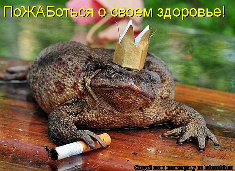 ПоЖАБоться о своем здоровье!... Котоматрица: ПоЖАБоться о своем здоровье!