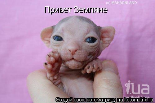 Привет Земляне... Котоматрица: Привет Земляне