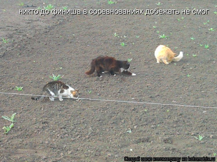 никто до финиша в соревнованиях добежать не смог... Котоматрица: никто до финиша в соревнованиях добежать не смог