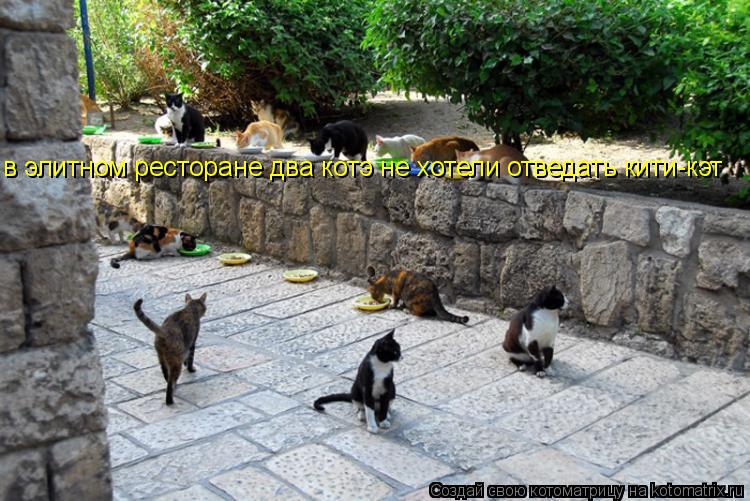 в элитном ресторане два котэ не хотели отведать кити-кэт... Котоматрица: в элитном ресторане два котэ не хотели отведать кити-кэт