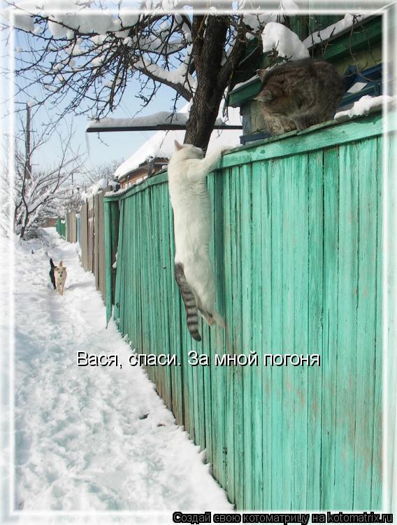 Вася, спаси. За мной погоня... Котоматрица: Вася, спаси. За мной погоня