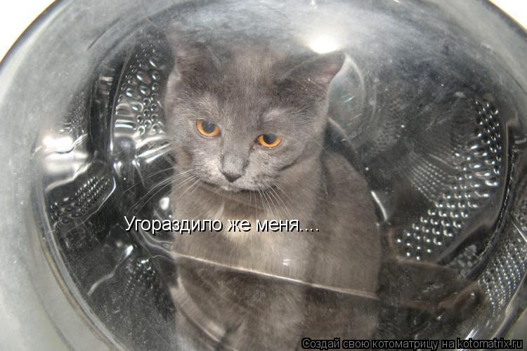 Угораздило же меня....... Котоматрица: Угораздило же меня....
