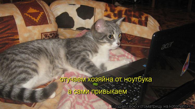 Котоматрица: отучаем хозяйна от ноутбука а сами привыкаем