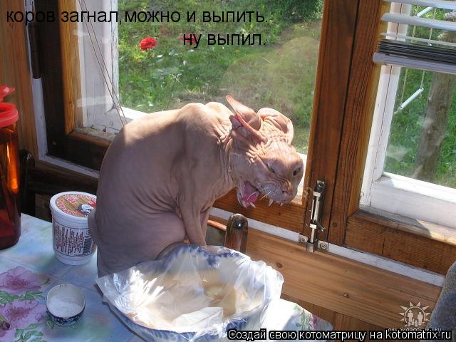 Котоматрица: коров загнал,можно и выпить. ну выпил.