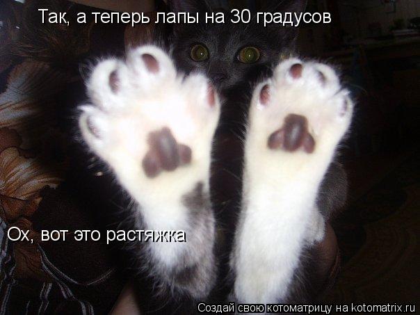 Котоматрица: Так, а теперь лапы на 30 градусов Ох, вот это растяжка