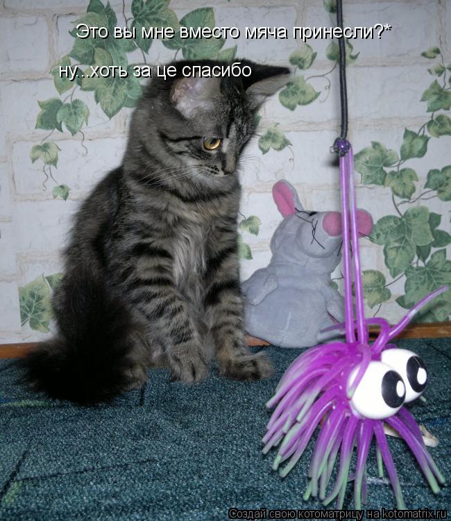 Котоматрица: Это вы мне вместо мяча принесли?* ну...хоть за це спасибо