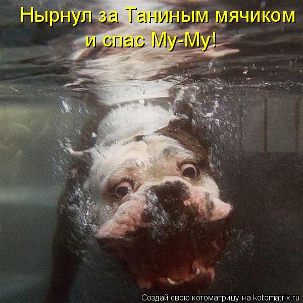 Нырнул за Таниным мячиком и спас Му-Му!... Котоматрица: Нырнул за Таниным мячиком и спас Му-Му!