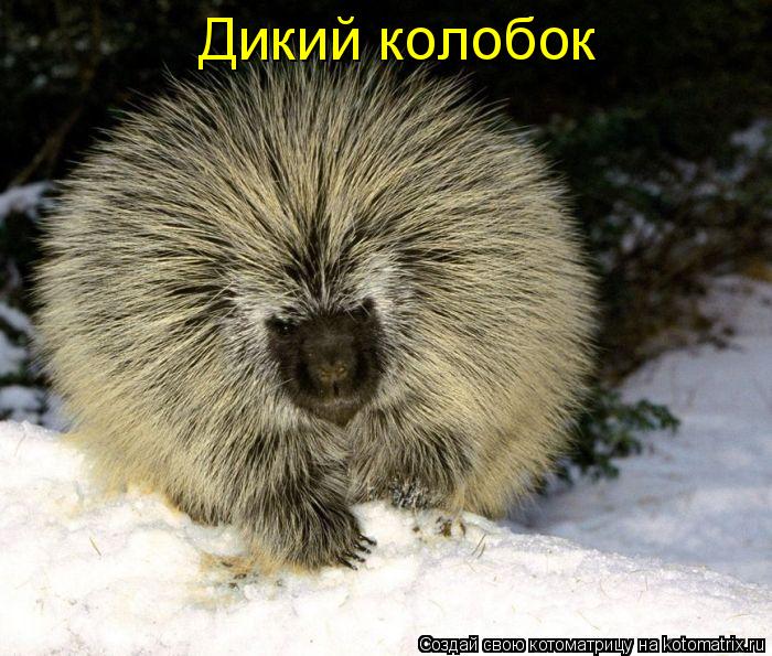 Дикий колобок... Котоматрица: Дикий колобок