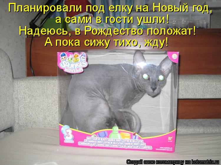 Планировали под елку на Новый год, а сами в гости ушли! Надеюсь, в Рождество положат! А пока сижу ти... Котоматрица: Планировали под елку на Новый год, а сами в гости ушли! Надеюсь, в Рождество положат! А пока сижу тихо, жду!