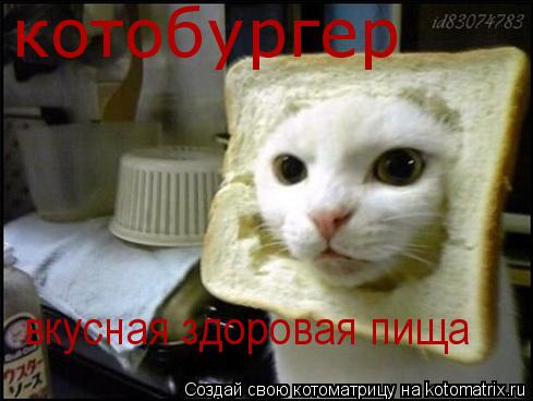 котобургер вкусная здоровая пища... Котоматрица: котобургер вкусная здоровая пища