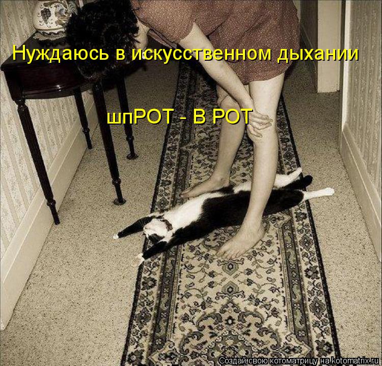 Нуждаюсь в искусственном дыхании шпРОТ - В РОТ... Котоматрица: Нуждаюсь в искусственном дыхании шпРОТ - В РОТ