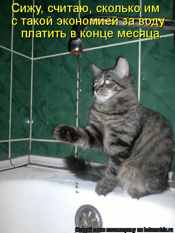 Сижу, считаю, сколько им с такой экономией за воду платить в конце месяца.... Котоматрица: Сижу, считаю, сколько им с такой экономией за воду платить в конце месяца.
