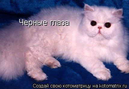 Черные глаза... Котоматрица: Черные глаза
