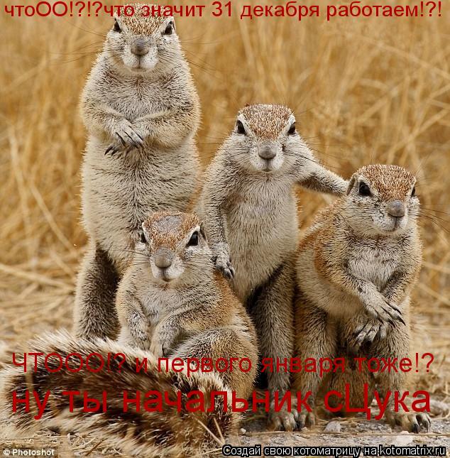 чтоОО!?!?что значит 31 декабря работаем!?! ЧТООО!? и первого января тоже!? ну ты начальник сЦука... Котоматрица: чтоОО!?!?что значит 31 декабря работаем!?! ЧТООО!? и первого января тоже!? ну ты начальник сЦука