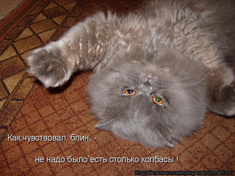 Как чувствовал, блин, - не надо было есть столько колбасы !... Котоматрица: Как чувствовал, блин, - не надо было есть столько колбасы !