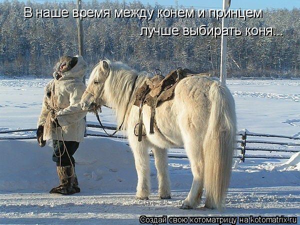 В наше время между конем и принцем лучше выбирать коня...... Котоматрица: В наше время между конем и принцем лучше выбирать коня...