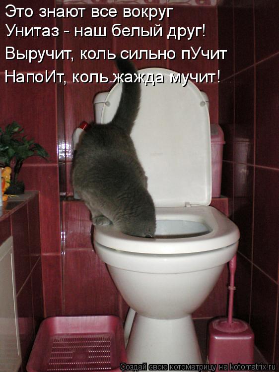 Котоматрица: Это знают все вокруг  Унитаз - наш белый друг!  Выручит, коль сильно пУчит НапоИт, коль жажда мучит!