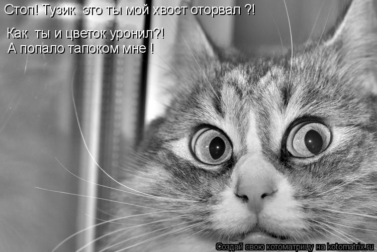 Котоматрица: Стоп! Тузик  это ты мой хвост оторвал ?! Как  ты и цветок уронил?! А попало тапоком мне !