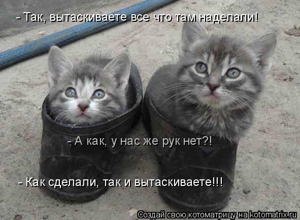 Котоматрица: - Так, вытаскиваете все что там наделали! - А как, у нас же рук нет?! - Как сделали, так и вытаскиваете!!!