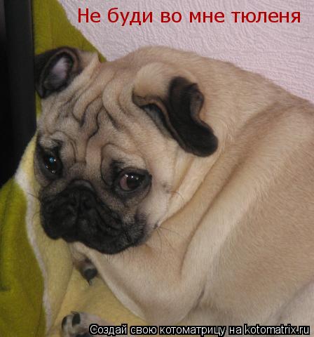 Котоматрица: Не буди во мне тюленя