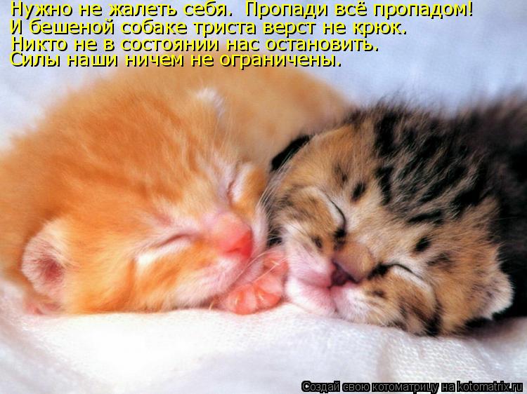 Котоматрица: Нужно не жалеть себя.  Пропади всё пропадом! И бешеной собаке триста верст не крюк. Никто не в состоянии нас остановить. Силы наши ничем не ог