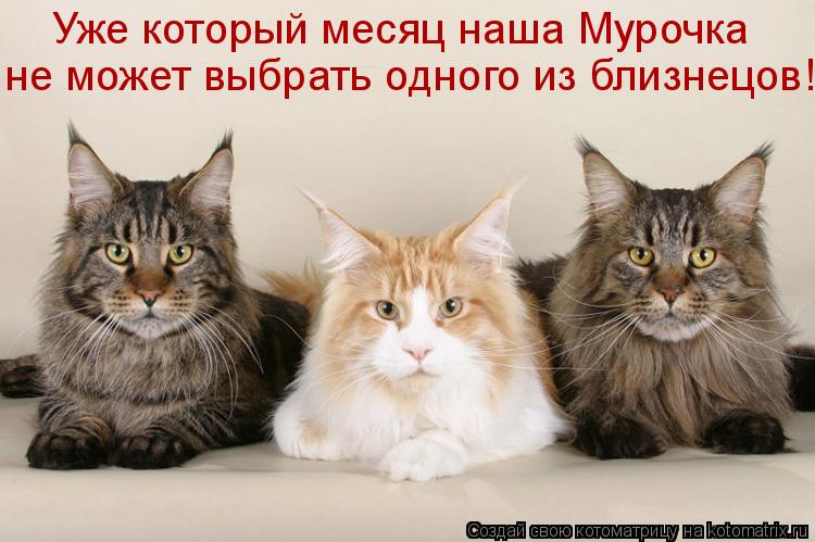 Котоматрица: Уже который месяц наша Мурочка не может выбрать одного из близнецов!