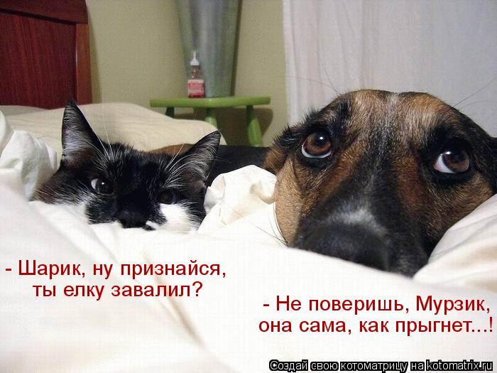 Котоматрица: - Шарик, ну признайся,  ты елку завалил? - Не поверишь, Мурзик, она сама, как прыгнет...!