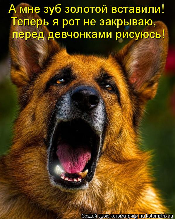 Котоматрица: перед девчонками рисуюсь! А мне зуб золотой вставили! Теперь я рот не закрываю,