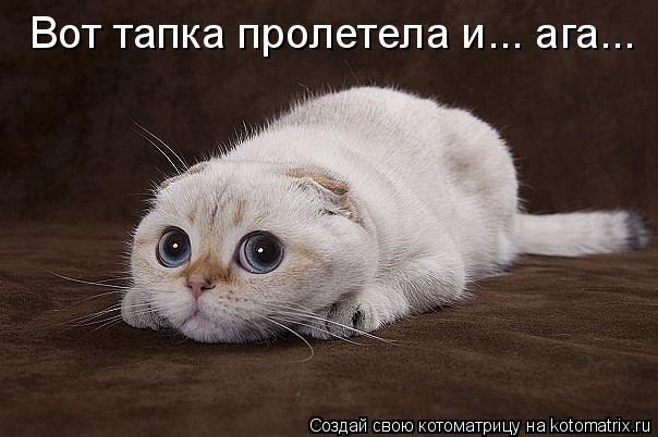 Котоматрица: Вот тапка пролетела и... ага...