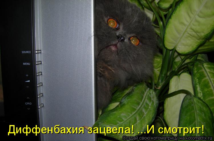 Котоматрица: Диффенбахия зацвела! ...И смотрит!