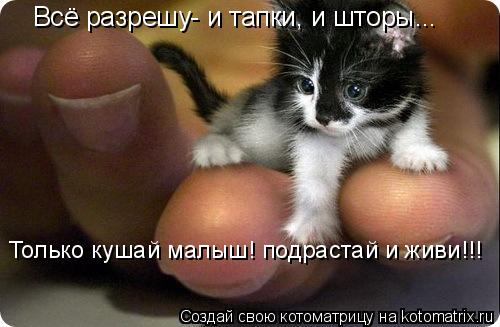 Котоматрица: Всё разрешу- и тапки, и шторы... Только кушай малыш! подрастай и живи!!!