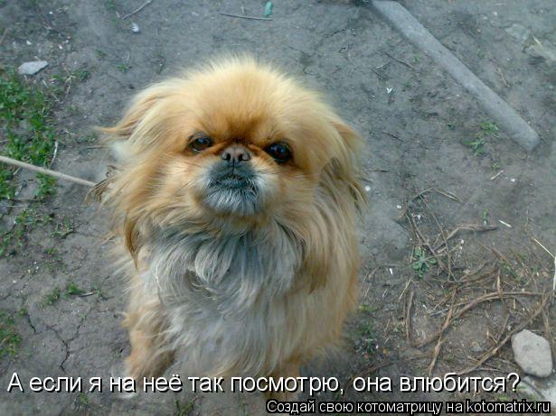 Котоматрица: А если я на неё так посмотрю, она влюбится?