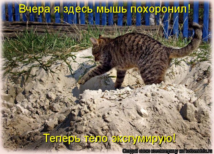 Котоматрица: Вчера я здесь мышь похоронил! Теперь тело эксгумирую!