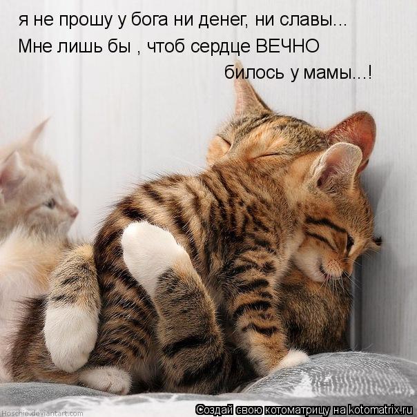 я не прошу у бога ни денег, ни славы... Мне лишь бы , чтоб сердце ВЕЧНО билось у мамы...!... Котоматрица: я не прошу у бога ни денег, ни славы... Мне лишь бы , чтоб сердце ВЕЧНО билось у мамы...!
